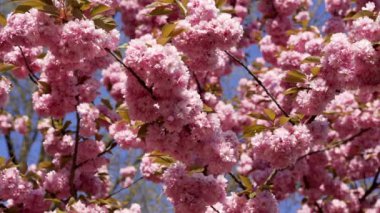 slow motion of spring blossoming sakura, japanese tree.
