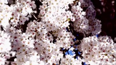 Japon kiraz ağacının çiçekleri açar, yavaş çekimde yaklaşır, çiçek açar..