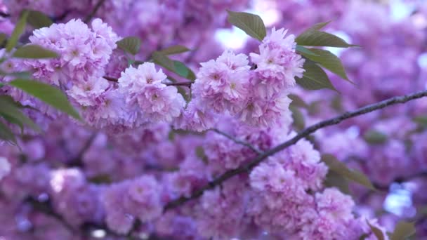 Nature Beauty Beautiful Violet Japanese Cherry Flower Bloom Sakura Selective — 비디오