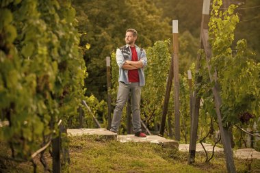 Üzüm çiftliğinde kendine güveni tam bir şarap tüccarı. Yaz hasadında hasat yapan adam. Yakışıklı şarap imalatçısı başka tarafa bakıyor. Şaraphanedeki enolojist. Çiftçi sirke giysisi. Erkek üzüm bağı sahibi..