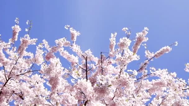 春天里开满了粉红色花朵的樱桃花 背景为蓝天 动作缓慢 春天来临 — 图库视频影像