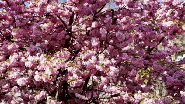Background Pink Japanese Blooming Flowers Slow Motion Floral Background — Stock videók