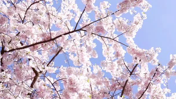 春天里的粉红樱花 慢动作 春天里 — 图库视频影像
