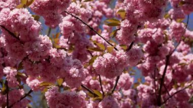 summer nature beauty with pink sakura tree, flower.