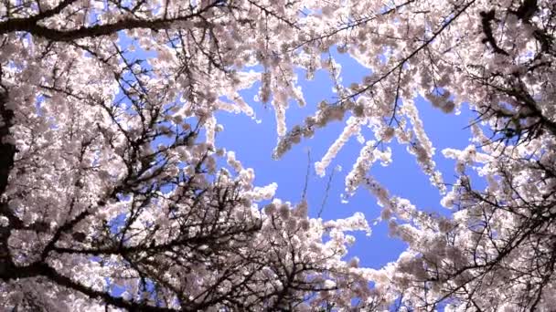 Cherry Blossom Pink Flowers Spring Nature Sky Background Slow Motion — Video