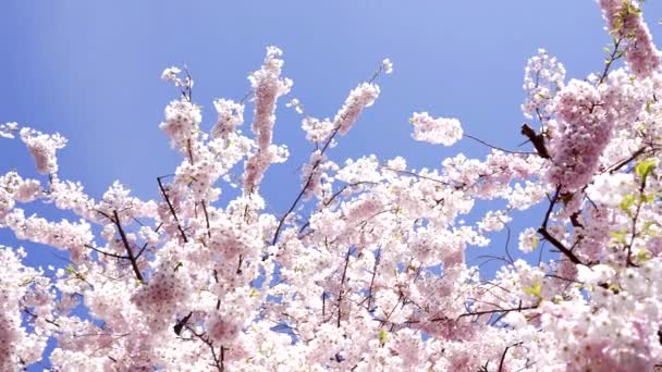 Pembe Sakura Çiçekleri Bahar Doğasında Gökyüzünde Arka Planda Yavaş Çekimde — Stok video