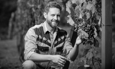 Üzüm bağları sahibi tarafından makasla, üzüm bağıyla kesilmiş..