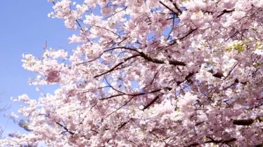 Bahçe kayısı çiçekli pembe çiçekler, yavaş çekim, bahar.