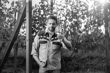 Sakallı şarapçı adam üzüm bağında şarap bardağı tutuyor, şerefe..