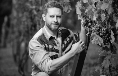 Bahçe makası ile yakışıklı bir eklem uzmanı. Çiftçi dedikoduları kesti. Üzüm kesen bir sirke ustası. Erkek üzüm bağı sahibi. Üzüm çiftliğinde profesyonel şarap üreticisi. Yaz hasadında hasat yapan adam..