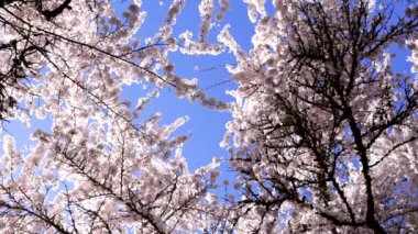 Sakura çiçekleri ilkbaharda açar mavi gökyüzünde, yavaş çekim, çiçek.