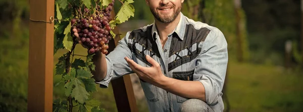 Bauer Der Rebe Vinedresser Mit Traubenstrauß Männlicher Weingutbesitzer Professioneller Winzer — Stockfoto
