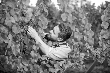 vintner man cutting grapevine with garden scissors, harvest.