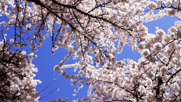 春のピンク色の花を咲かせる桜青空スローモーション春 — ストック動画