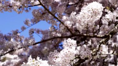 Japon kiraz ağacının çiçekleri çiçek açar, yavaş çekim, bahar.