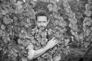 Erkek üzüm bağı sahibi. Üzüm çiftliğinde profesyonel şarap üreticisi. Yaz hasadında neşeli bir hasatçı. Bahçe makası kullanan bir enolog. Çiftçi dedikoduları kesti. Üzüm kesen bir sirke ustası..