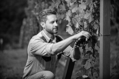 Oenolog, bahçe makası ve çiftçilikle üzüm kesti..