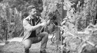 Çiftçi dedikoduları kesti. Üzüm kesen bir sirke ustası. Erkek üzüm bağı sahibi. Üzüm çiftliğindeki profesyonel şarap üreticisi. Yaz hasadında hasat yapan adam. Bahçe makası ile enolojist.