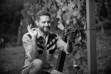 Üzüm çiftliğinde profesyonel şarap üreticisi. Kaliteli yaz hasadında hasat yapan adam. Tamam. Üzüm yaprakları dalında enolog. Dedikodulara göre çiftçi. Üzüm demeti olan bir sirke giysisi. Erkek üzüm bağı sahibi..