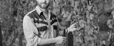 Üzüm kesen bir sirke ustası. Erkek üzüm bağı sahibi. Üzüm çiftliğinde profesyonel şarap üreticisi. Yaz hasadında biçilmiş adam. Bahçe makası kullanan bir enolog. Çiftçinin kestiği üzüm.