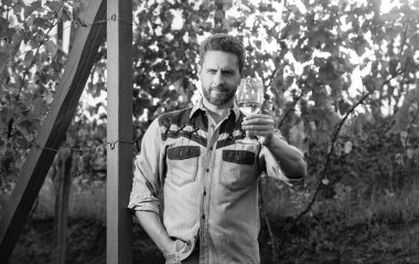 Şerefe! Vinedresser içiyor. Erkek üzüm bağı sahibi. Üzüm çiftliğinde profesyonel şarap üreticisi. Şarap kadehli olgun bir adam. Şarap kadehli bir enolog. Şarap garsonu. Çiftçi şarap içer.