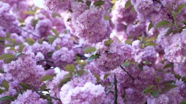 Güzel pembe Japon kiraz çiçeğinin bitki örtüsü Sakura 'nın çiçek açması, yaz..