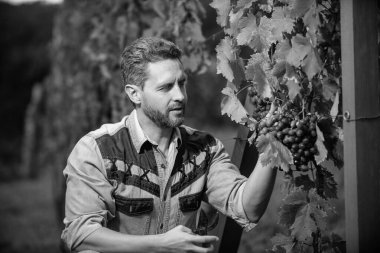 Erkek üzüm bağı sahibi. Üzüm çiftliğinde profesyonel şarap üreticisi. Yaz hasadında pozitif adam hasadı. Bahçe makası kullanan bir enolog. Çiftçi dedikoduları kesti. Üzüm kesen bir sirke ustası..