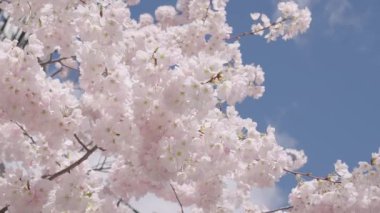 Sakura bahar sezonu. Çiçekli bahar doğası. Kırılgan Sakura çiçeği. Bahar doğası. Çiçekli Sakura ağacı. Çiçekli Japon kirazı. Japon kiraz çiçeği ve çiçeği. Erken açan.