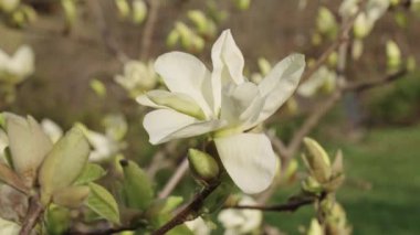 Bahar doğası. Çiçekli manolya. Bahar mevsimi çiçek açar. Magnolia çiçeği. Güzel Yulan bahar manolyası çiçeği ağaçta. İlkbaharda çiçek açan manolya çiçeği. Çiçek türleri.