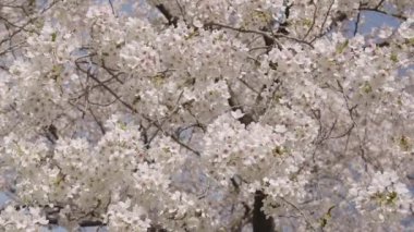 Bahar doğası. Çiçekli Sakura. Bahar mevsimi çiçek açar. Japon kirazı. Sakura çiçeği. Kiraz ağacında güzel bir bahar Sakura çiçeği. Baharda çiçek açan Sakura çiçeği. Çiçek açan ağaçlar.