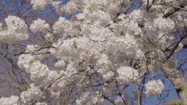 Kırılgan Sakura çiçeği. Bahar doğası. Çiçekli Sakura ağacı. Çiçekli Japon kirazı. Japon kiraz çiçeği ve çiçeği. Sakura bahar sezonu. Çiçekli bahar doğası. Yavaş çekim.