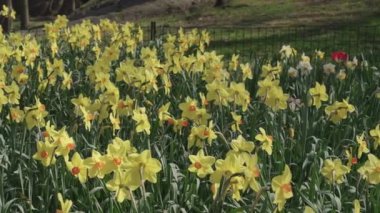Nergis çiçeği. Tarlada bahar nergis çiçeği. Baharda nergis çiçeği açar. Bahar doğası. Çiçekli Narcissus. Bahar mevsimi çiçek açar. Çiçekli narsist doğa. Yavaş çekim.