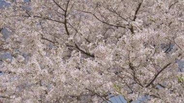 Çiçekli Sakura. Bahar mevsimi çiçek açar. Japon kirazı. Sakura çiçeği. Kiraz ağacında güzel bir bahar Sakura çiçeği. Baharda çiçek açan Sakura çiçeği. Bahar doğası. Çiçek açan çiçekler.