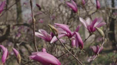 Magnolia çiçeği. Ağacın üzerinde güzel mor bir manolya çiçeği. İlkbaharda çiçek açan manolya çiçeği. Bahar doğası. Çiçekli manolya. Bahar mevsimi çiçek açar. Çiçek ağacı.
