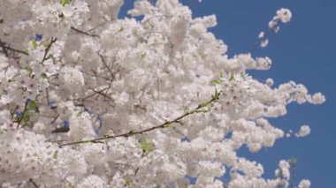 Çiçekli Sakura ağacı. Çiçekli Japon kirazı. Japon kiraz çiçeği ve çiçeği. Sakura bahar sezonu. Çiçekli bahar doğası. Kırılgan Sakura çiçeği. Bahar doğası. Yaz günü.