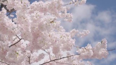 Baharda çiçek açan Sakura çiçeği. Bahar doğası. Çiçekli Sakura. Açık havada çiçek açan bahar mevsimi. Japon kirazı. Sakura çiçeği. Kiraz ağacında güzel bir bahar Sakura çiçeği.