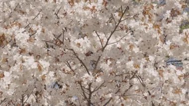 Bahar doğasında çiçek açan Sakura çiçeği Japon kirazı, yavaş çekim..