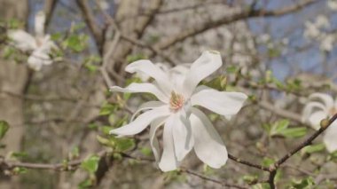 Ağaçtaki güzel beyaz manolya çiçeği. İlkbaharda çiçek açan manolya çiçeği. Bahar doğası. Çiçekli manolya. Bahar mevsimi çiçek açar. Magnolia çiçeği. Çiçek yaprakları.