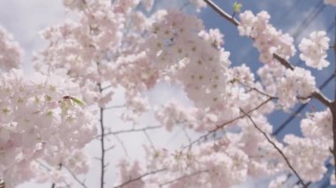 Çiçekli Sakura. Bahar mevsimi çiçek açar. Japon kirazı. Sakura çiçeği. Kiraz ağacında güzel bir bahar Sakura çiçeği. Baharda çiçek açan Sakura çiçeği. Bahar doğası. Yaz günü.