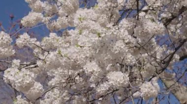 Bahar doğası. Çiçekli Sakura ağacı. Çiçekli Japon kirazı. Japon kiraz çiçeği ve çiçeği. Sakura bahar sezonu. Çiçekli bahar doğası. Kırılgan Sakura çiçeği. Çiçek festivali.
