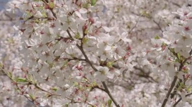 Bahar mevsiminde çiçek açan Sakura çiçeği. Bahar mevsiminde açan, ağır çekim..
