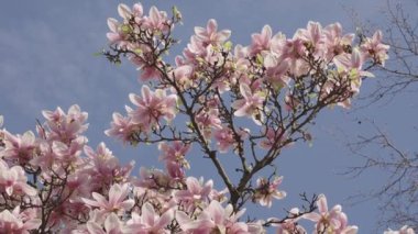 Bahar mevsimi çiçek açar. Mavi gökyüzüne karşı manolya çiçeği açar. Ağaçtaki güzel pembe bahar manolyası çiçeği. İlkbaharda çiçek açan manolya çiçeği. Bahar doğası. Çiçekli manolya.