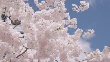 Japon kiraz çiçeği ve çiçeği. Sakura bahar sezonu. Çiçekli bahar doğası. Kırılgan Sakura çiçeği. Bahar doğası. Çiçekli Sakura ağacı. Çiçekli Japon kirazı. Çiçek açan döngü.