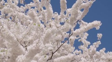 Baharda çiçek açan Sakura çiçeği. Bahar doğası. Çiçekli Sakura. Bahar mevsimi çiçek açar. Japon kirazı. Sakura çiçeği. Kiraz ağacında güzel bir bahar Sakura çiçeği. Çiçek açan döngü.
