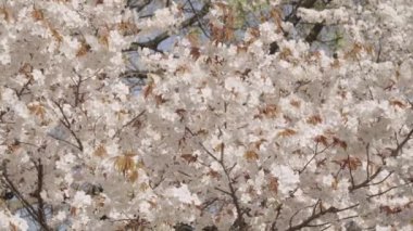 Baharda çiçek açan Sakura çiçeği. Bahar doğası. Çiçekli Sakura. Bahar mevsimi çiçek açar. Japon kirazı. Sakura çiçeği. Kiraz ağacında güzel bir bahar Sakura çiçeği. Yavaş çekim.