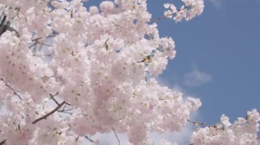 Kırılgan Sakura çiçeği. Bahar doğası. Çiçekli Sakura ağacı. Çiçekli Japon kirazı. Japon kiraz çiçeği ve çiçeği. Sakura bahar sezonu. Açan bahar doğası açık havada.