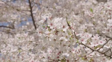 Kırılgan Sakura çiçeği. Bahar doğası. Çiçekli Sakura ağacı. Çiçekli Japon kirazı. Japon kiraz çiçeği ve çiçeği. Sakura bahar sezonu. Çiçekli bahar doğası. Yavaş hareketler.