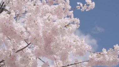 Bahar doğası. Çiçekli Sakura ağacı. Çiçekli Japon kirazı. Japon kiraz çiçeği ve çiçeği. Sakura bahar sezonu. Çiçekli bahar doğası. Mavi gökyüzüne karşı kırılgan Sakura çiçeği.