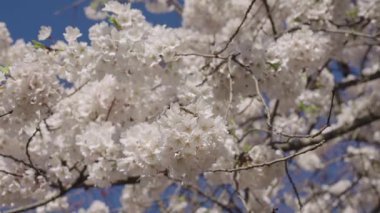 Sakura bahar sezonu. Çiçekli bahar doğası. Kırılgan Sakura çiçeği. Bahar doğası. Çiçekli Sakura ağacı. Çiçekli Japon kirazı. Japon kiraz çiçeği ve çiçeği. Çiçek bahçesi.