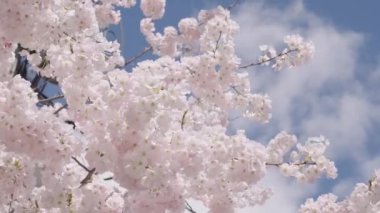 Bahar doğası. Çiçekli Sakura. Bahar mevsimi çiçek açar. Japon kirazı. Sakura çiçeği. Kiraz ağacında güzel bir bahar Sakura çiçeği. Baharda çiçek açan Sakura çiçeği. Çiçek açan.